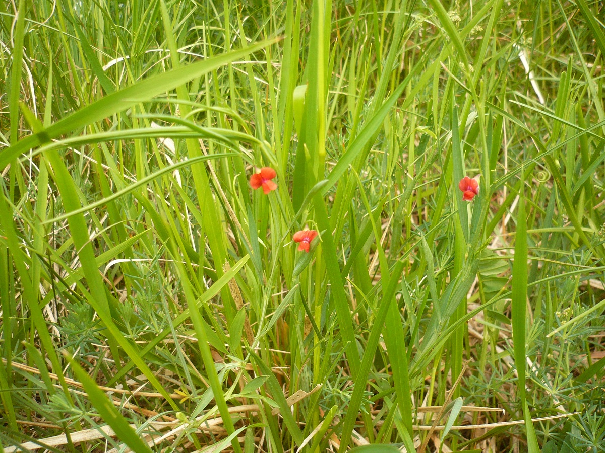 Lathyrus sphaericus (Fabaceae)
